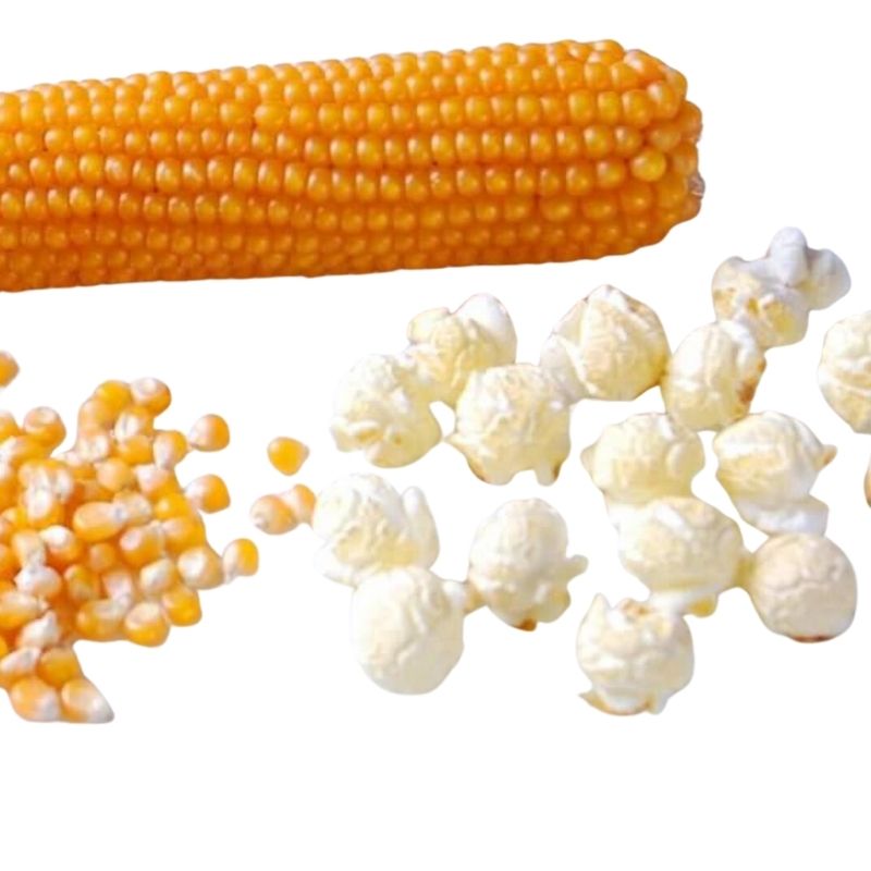 Popcorn Bhutta (Corn) -1Kg Popcorn Bhutta (Corn) -1Kg