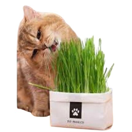 Grass Kit with Magic Ball